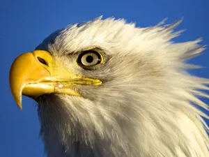 Eagle With Yellow Beak Wallpaper