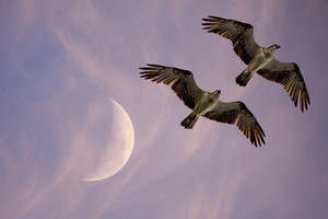 Eagles And Moon View Wallpaper