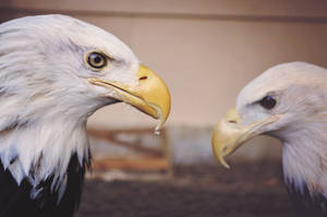 Eagles Face To Face Wallpaper