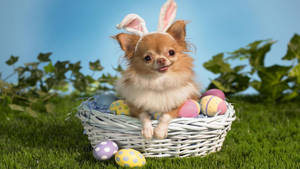 Easter Eggs And Chihuahua On Basket Wallpaper