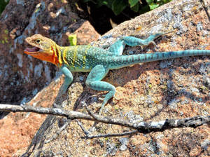 Eastern Collared Lizard Mouth Open Wallpaper