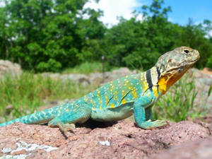 Eastern Collared Lizard On Ground Wallpaper