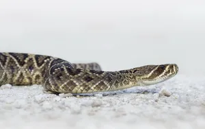 Eastern Diamondback Rattlesnake Wallpaper