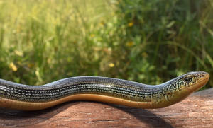 Eastern Glass Lizard On A Log Branch Wallpaper