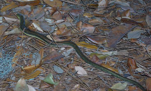 Eastern Glass Lizard Sliding Across Leaves Wallpaper