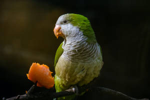 Eating Fruit Green Parrot Hd Wallpaper