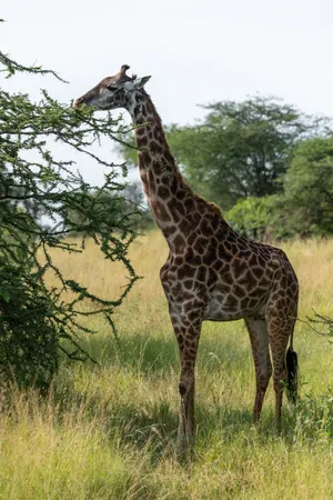 Eating Giraffe In Savannah Wallpaper