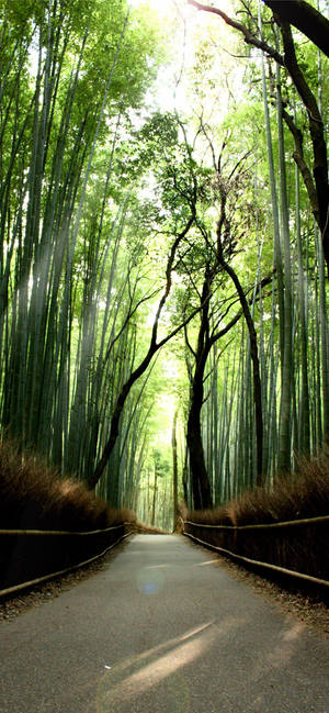 Eco-friendly Bamboo Iphone Case Wallpaper