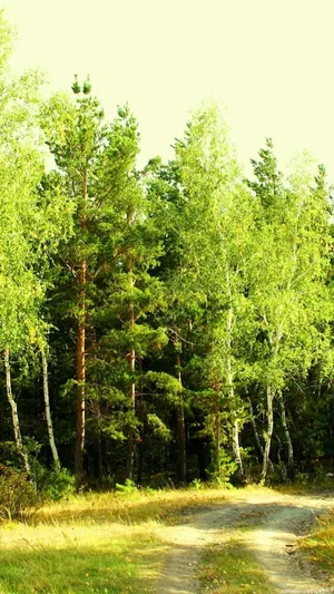green forest with pine trees  Tree wallpaper iphone, Forest wallpaper  iphone, Tree iphone