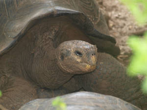 Ecuador Galápagos Tortoise Wallpaper