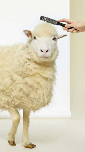 Editorial Photograph Of Sheep For Patou Wallpaper