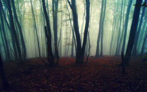Eerily Foggy Forest With Fallen Leaves Wallpaper