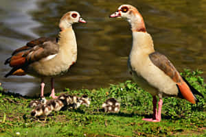 Egyptian Geese Mother Bird Wallpaper