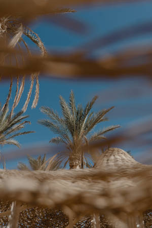 Egyptian Palm Trees Wallpaper