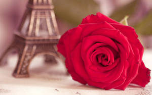 Eiffel Rose Flower Desktop Wallpaper