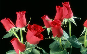 Eight Red Rose Flowers Wallpaper