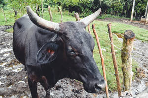 El Salvador Black Cow Wallpaper