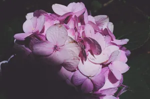 El Salvador Hortensia Flowers Wallpaper