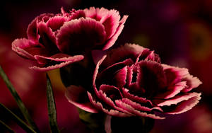 Elegant Burgundy Carnations Wallpaper
