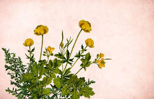 Elegant Golden Formal Invitation Card Wallpaper