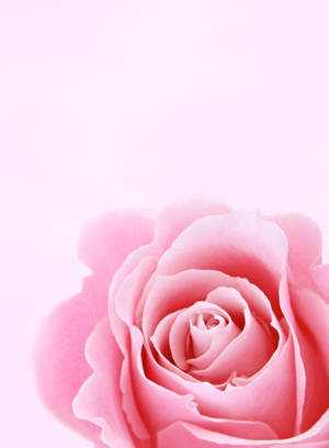 Elegant Iphone Lock Screen With Soft Rose Design Wallpaper
