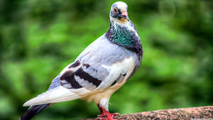 Elegant Standing Homing Pigeon Bird Wallpaper
