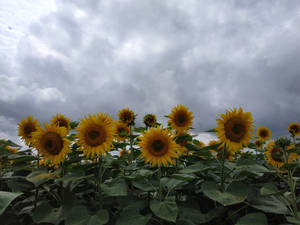 Elegant Sunflower Aesthetic Under The Clouds Wallpaper