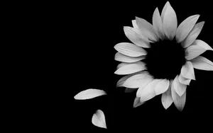 Elegant White Flower Dark Background Wallpaper
