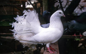 Elegant White Indian Fantail Pigeons Wallpaper
