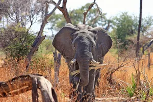 Elephant Holding Vines Wallpaper