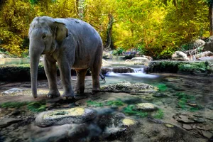 Elephant In Brook Wallpaper