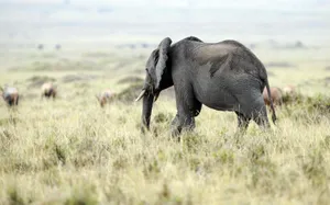 Elephant In Green Grass Wallpaper