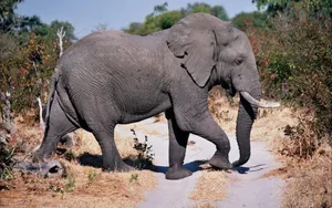 Elephant On Road Wallpaper