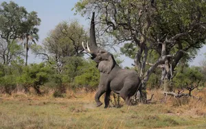 Elephant With Raised Trunk Wallpaper