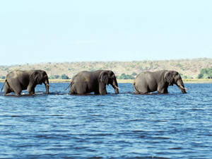 Elephants At The Sea Wallpaper
