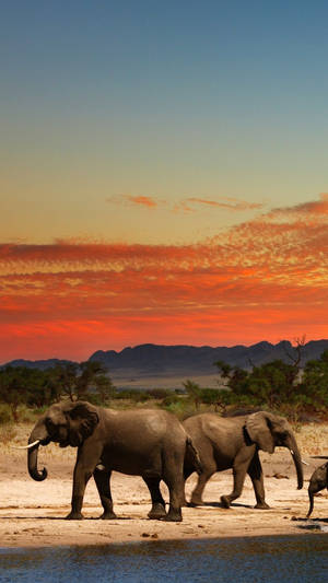 Elephants In Watering Hole Africa Iphone Wallpaper