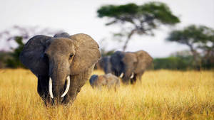Elephants With Tusks Africa 4k Wallpaper