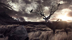 Elk Antlers Sunrise Wallpaper