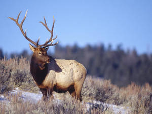 Elk Beautiful Antlers Wallpaper