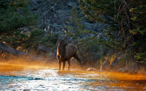 Elk Crossing Earth-colored River Wallpaper