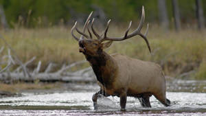 Elk Crossing River Wallpaper