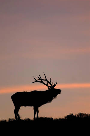 Elk Pink Sky Wallpaper