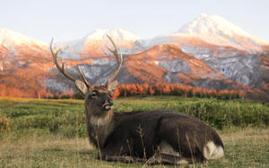 Elk Relaxing Wallpaper