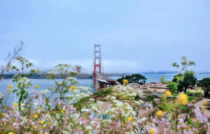 Embrace California's Laidback Summer Vibes Wallpaper