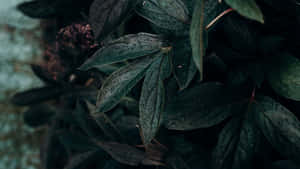 Embrace Minimalism With This Plant Aesthetic Laptop Wallpaper Wallpaper