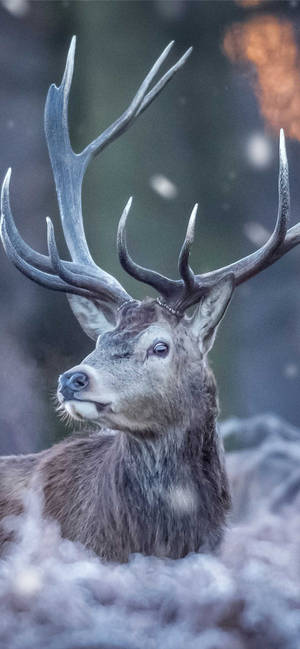 Embrace Nature With The Deer Iphone Wallpaper