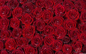 Embrace The Beauty Of A Red Rose Wallpaper