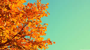 Embrace The Beauty Of Autumn Wallpaper