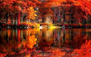 Embrace The Bright Colors Of A Perfect Fall Wallpaper