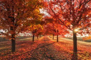 Embrace The Charm Of Autumn Wallpaper